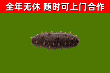 桂东回收海参干